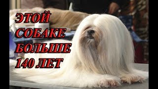 САМЫЕ ДРЕВНИЕ ВИДЫ СОБАК САМЫЕ ДРЕВНИЕ ВИДЫ СОБАК