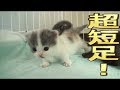 【猫好き】超短足！（マンチカン）《funny cats》