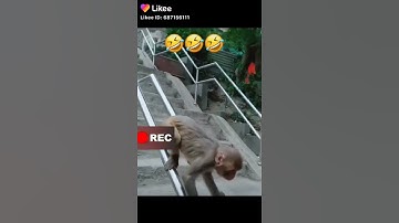 Monkey landing #monkey #on tree #tree #monkey #tiger #monkey wow #tiger wow #wild on #monkey pats