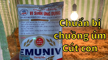 #28 chuồng úm Cút con | Nuôi Chim cút thả vườn