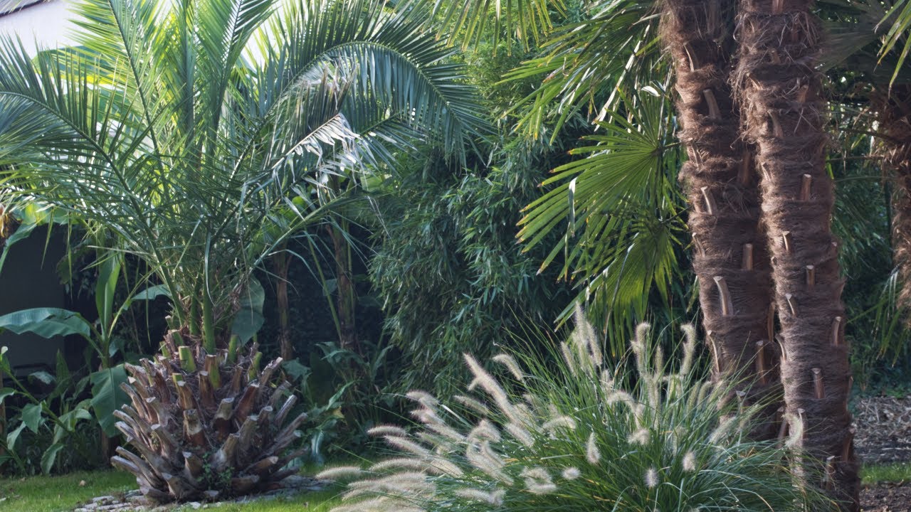 Jak szybko rosną palmy w Polsce ? (10 lat)