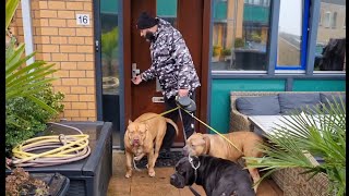 Morning walk with my XL American bullies and feeding time. by Giant Bully Pitbulls Rasit Kaplan 26,306 views 2 years ago 9 minutes, 19 seconds