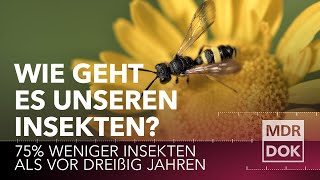 Insektensterben - Wie geht es unseren Insekten? | MDR DOK