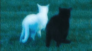 Ufo361 "𝑺𝒂𝒚 𝑮𝒐𝒐𝒅𝒃𝒚𝒆" 𝑆𝑙𝑜𝑤𝑒𝑑 𝑅𝑒𝑣𝑒𝑟𝑏 🐈‍⬛