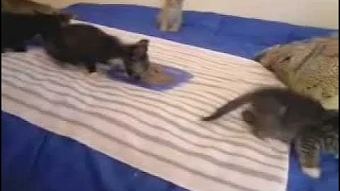 Watch the video about ►►►Kittens Kitten Bengal Siamese Calico Magic!!! $100