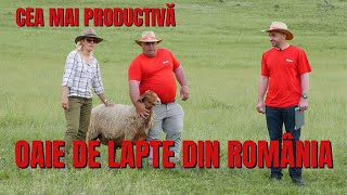 Cea mai productivă oaie de lapte din România / România văzută din tractor