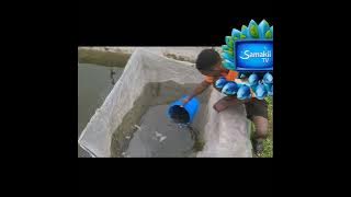 upandikizaji wa vifaranga vya kambale. kambale aina ya kombati. #ufugaji #samaki #sato