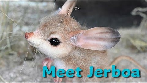 JERBOA -The Hopping Mouse(The Mini Kangaroo)