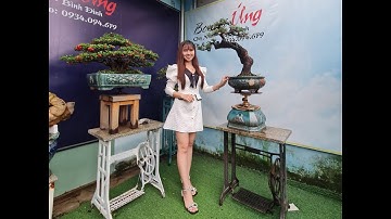 Bonsai Ứng | Giao lưu cùng ace 2 cây phi lao. Ace xin liên hệ 0934 094 679 Ứng. Xin cảm ơn !!!