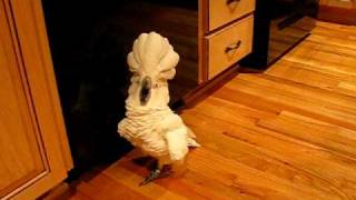 umbrella cockatoo going mad in kitchen floor. but a happy bird