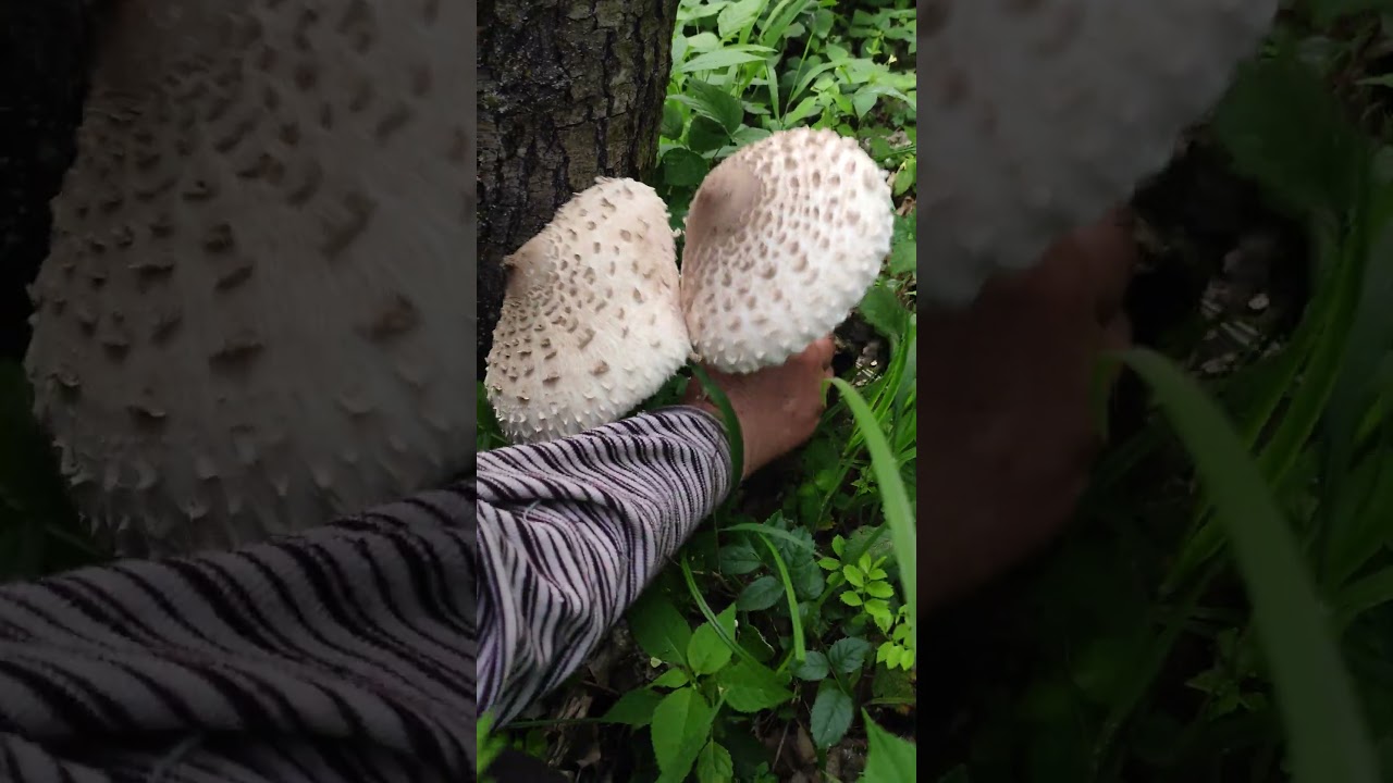 7.6.2025 Prvé bedle 🙂