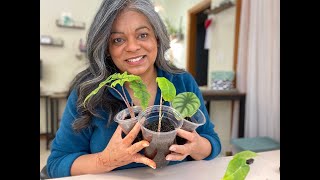 Alocasia with Root Rot, Update  /  Fluval stratum helping overcome Rot