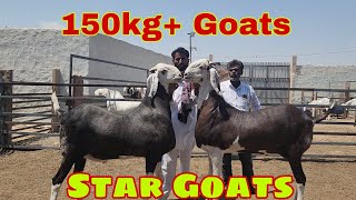 Gujri Ka Heaviest Goats Of India | Mehruddin Bhai Pipad Jodhpur.