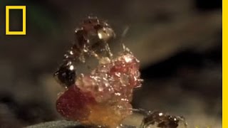 Flesh-Eating Ants | National Geographic