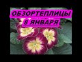 ОБЗОР ТЕПЛИЦЫ  8 ЯНВАРЯ.