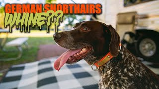Do German Shorthaired Pointers Whine? by Tammy Bashore 3,571 views 1 year ago 3 minutes, 18 seconds