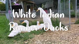 White Indian Runner Ducks by Homestead in the Burbs 213 views 9 days ago 2 minutes, 8 seconds