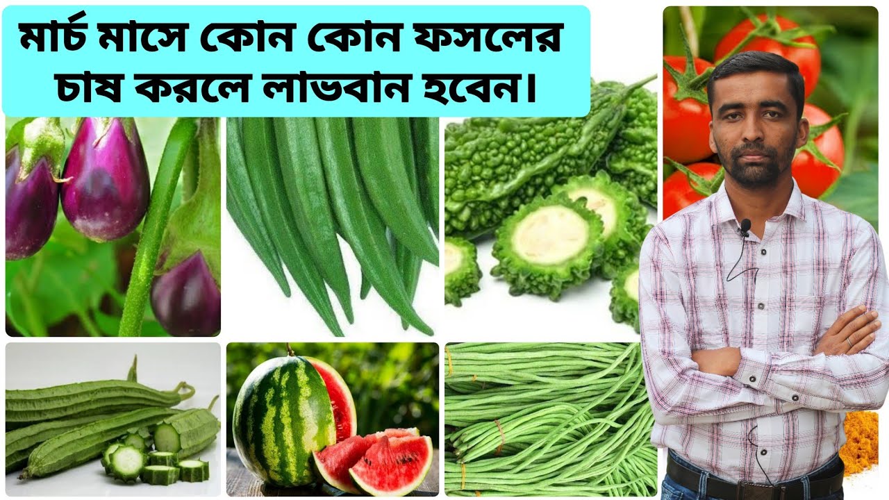 মার্চ মাসে কি কি ফসলের চাষ করবেন? এই সময় কোন সব্জির চাষ করা ভালো ? #চাষ #সব্জি #ফসল