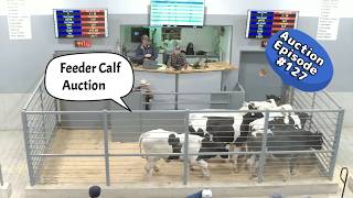 Feeder Calf Auction On 04/07/2026