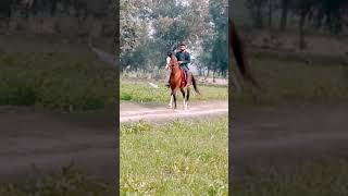 Red. Rose 🌹❤️ #israa_horsemenship_club_of_karor_Lal_Eason