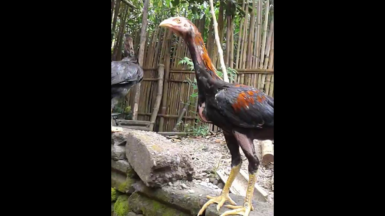 Ternak ayam bangkok 