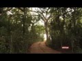 Madagascar tries curb illegal rosewood