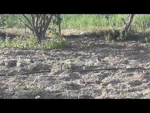 طائر الكركز هكذا يسمى فى فلسطين ما هو اسمه فى بلدك