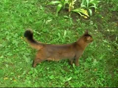 Video: Somali Cat: Larawan At Paglalarawan Ng Lahi, Karakter, Tampok Ng Pagpapanatili At Pangangalaga, Mga Pagsusuri Ng Mga May-ari Ng Pusa Mula Sa Somalia