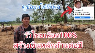 #วัวไทย มีเท่าใหร่ไม่พอขาย สร้างรายได้ปีล่ะหลักล้าน เลี้ยงง่าย โตไว ทนโรค ขยายเร็ว เนื้อขายดี