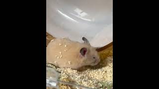 Sleepy Hamster Rolls Out Of Hideout