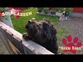 Hundetips: Lær hunden å beholde roen når du får besøk | Solplassen