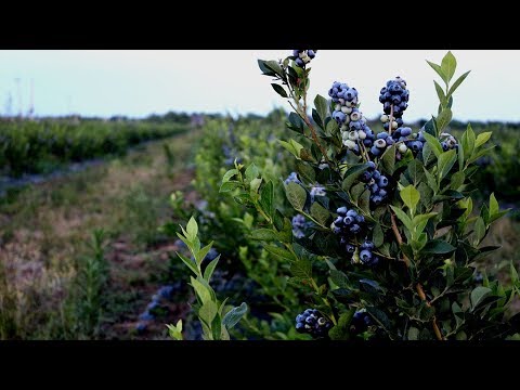 ამერიკული მოცვი ინგირში