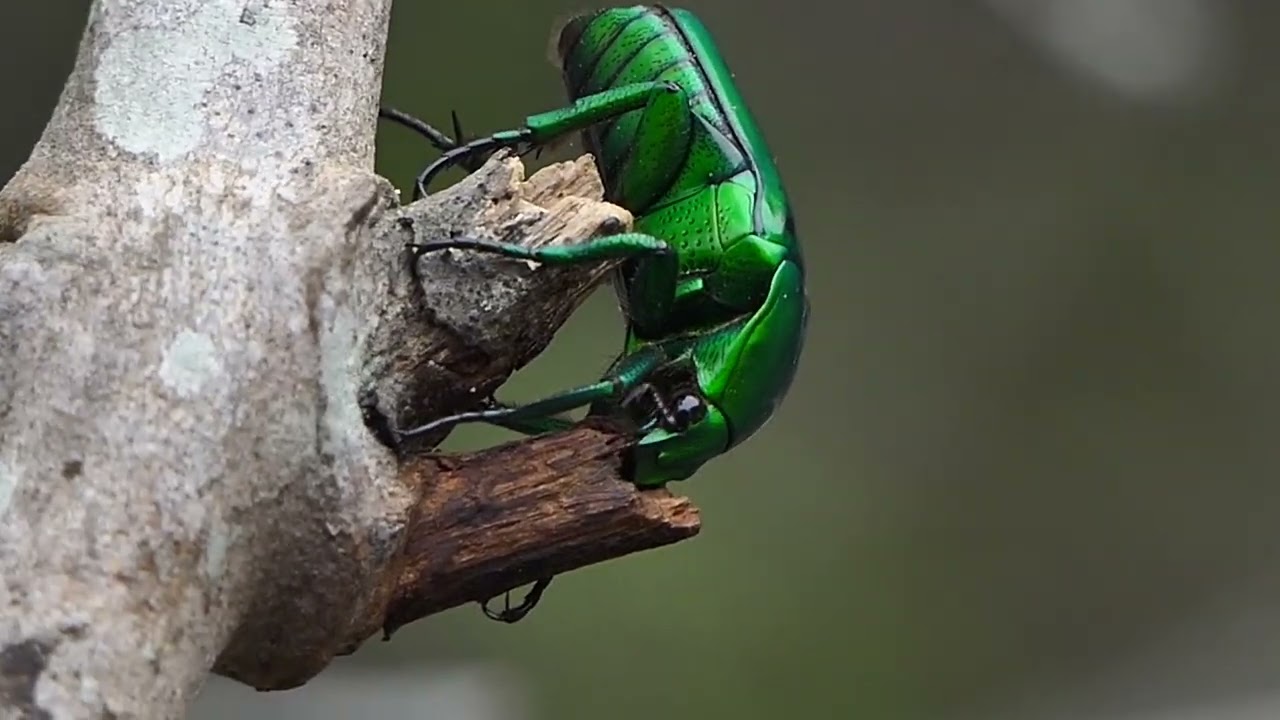 The colours of this metallic green chafer beetle are a trick of