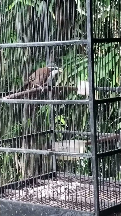 burung cucak kopi atau kopi kopi betina gacor