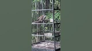 burung cucak kopi atau kopi kopi betina gacor