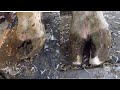 Cow Hoof RESTORATION//Fixing a DEFORMED hoof