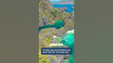 Mầm Cây Giữa Đá Khát Vọng Vươn Lên và Sức Mạnh của Ý Chí