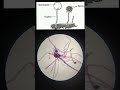 Rhizopus slide under Microscope|Microorganism