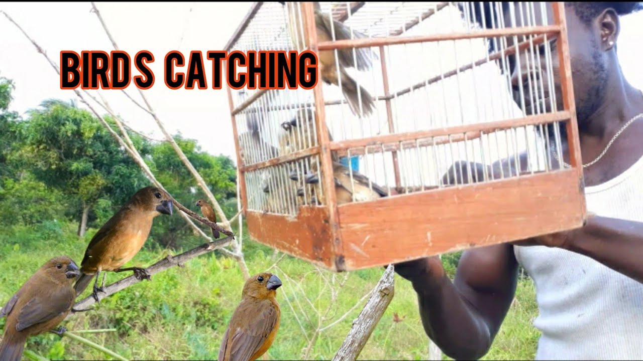 VC people Bird Catcher. Birds catch