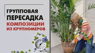 Групповая пересадка - драцены, замиокулькаса и хризалидокарпуса. Совместим несовместимое