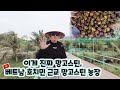 🇻🇳이게 진짜 망고스틴, 베트남 호치민 근교 망고스틴 농장