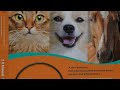 ⚕️ Pain Relief Without Pills? Try the Assisi Loop for Your Pet’s Healing Journey! 🐾