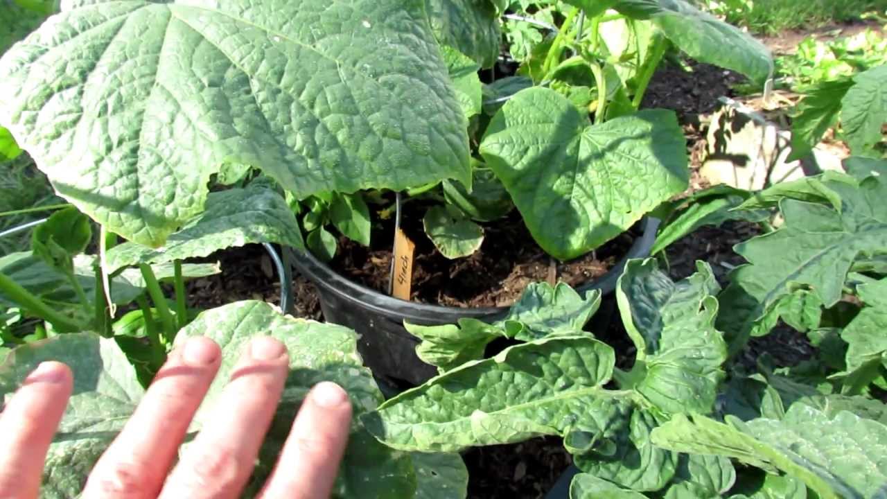 5 Reasons for Cucumber Leaves Curling 