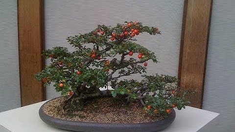 The Cotoneaster is a Hardy  Bonsai Tree
