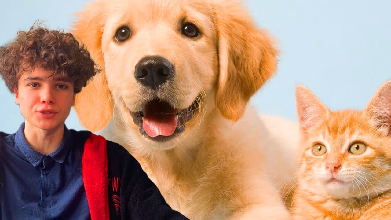 Why Do People Have Pets? YouTube