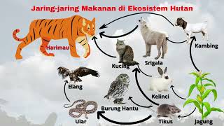 Jaring jaring Makanan di Ekosistem Hutan