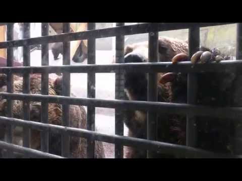 Showa Shinzan Bear Park - teasing the bears