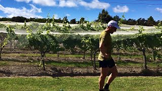 Time for Wine, Volcano Winery Trail Runs 2022