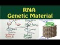 RNA as genetic material (Experiment of Frankel, Conrat and Singer)