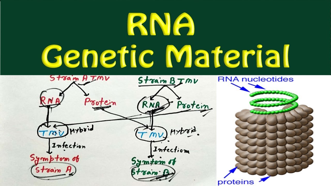 RNA as genetic material (Experiment of Frankel, Conrat and Singer) - YouTube